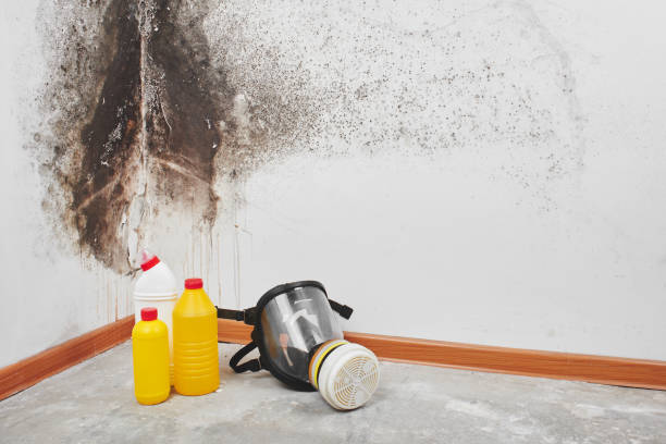 Best Black Mold Removal  in Lucerne Valley, CA