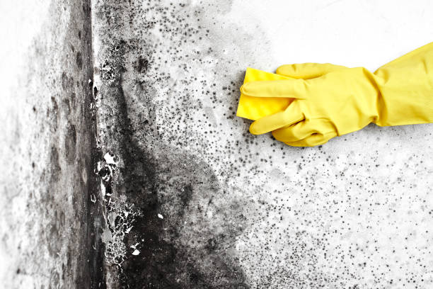 Best Mold Testing and Removal  in Lucerne Valley, CA
