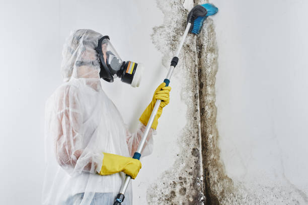 Best Commercial Mold Removal  in Lucerne Valley, CA