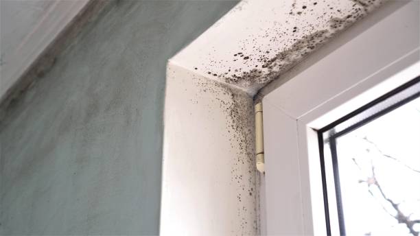 Best Mold Remediation  in Lucerne Valley, CA