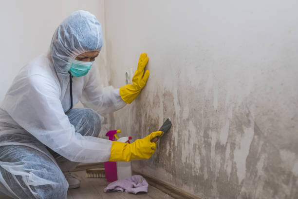 Best Certified Mold Removal  in Lucerne Valley, CA