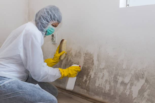 Best Mold Cleaning Services  in Lucerne Valley, CA