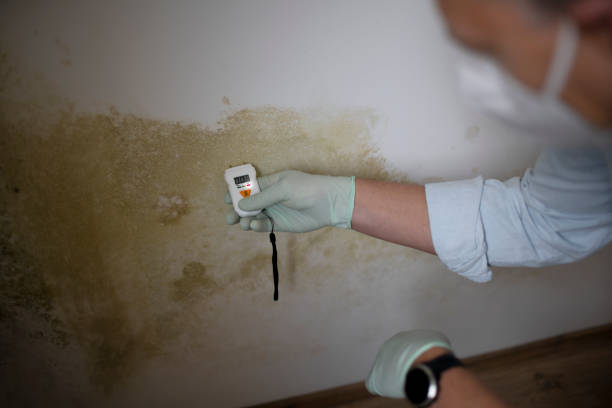 Best Mold Removal Process  in Lucerne Valley, CA