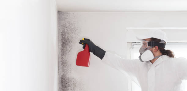 Best Toxic Mold Removal  in Lucerne Valley, CA