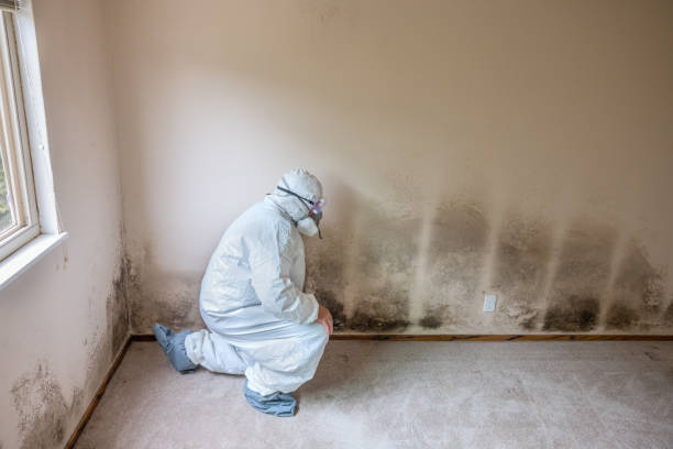 Trusted Lucerne Valley, CA Mold Removal Experts