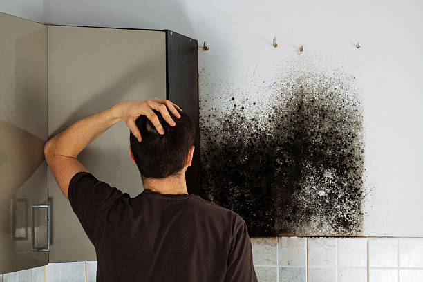 Best Attic Mold Removal  in Lucerne Valley, CA