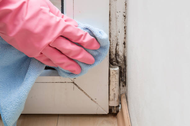 Crawl Space Mold Removal in Lucerne Valley, CA