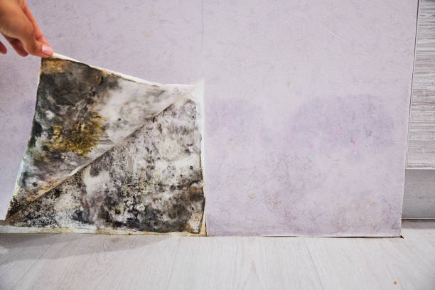 Best Affordable Mold Removal  in Lucerne Valley, CA